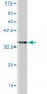 ZW10 Antibody (monoclonal) (M05)